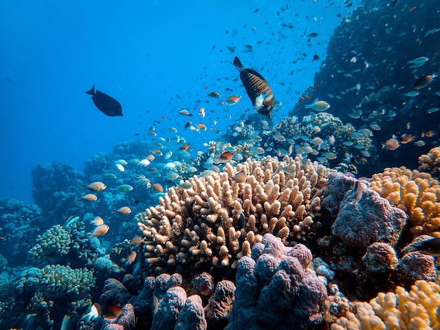 Colorful corals are flocked by a variety of small fishes. 