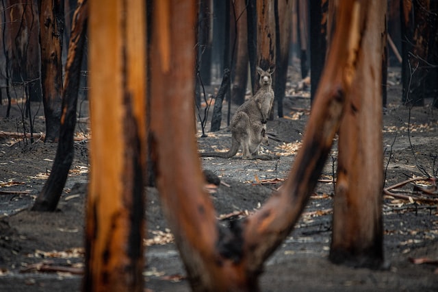 A  kangaroo and her joey standing on what was left of a forest devastated by bushfires.