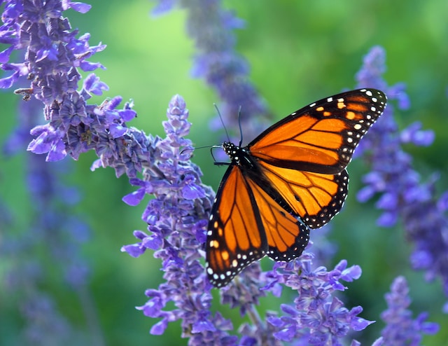  A monarch butterfly feeds on the nectar of purple-colored flowers. 
