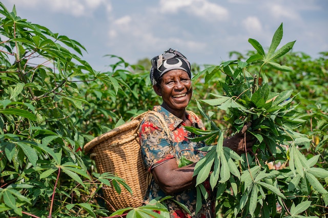 Smiling woman harvesting in a field of cassava.