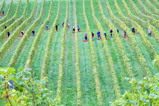 People harvesting in the field