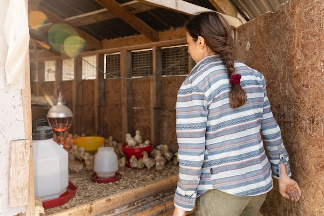 A woman looks at the chicks inside a coop.