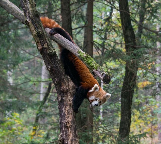 A red panda on top of a tree
