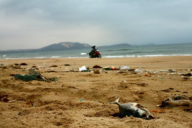 Dead fish and trash on a beach