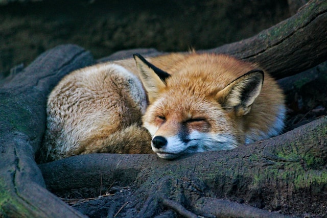 Fox sleeping on a hollowed tree root