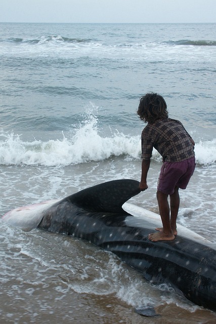 Boy stands on the back of a beached shark