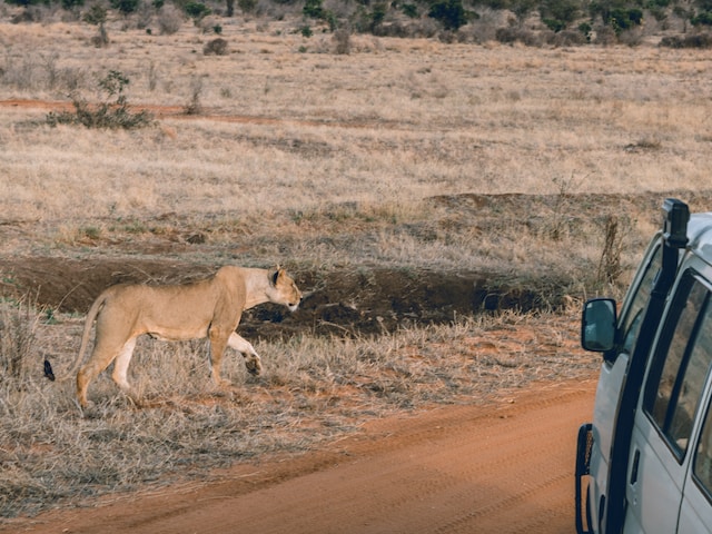 A lioness walking beside a dirt road