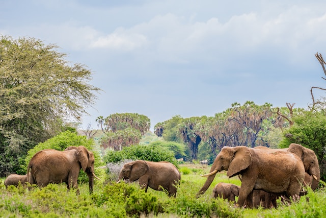 A herd of elephants grazing on a field