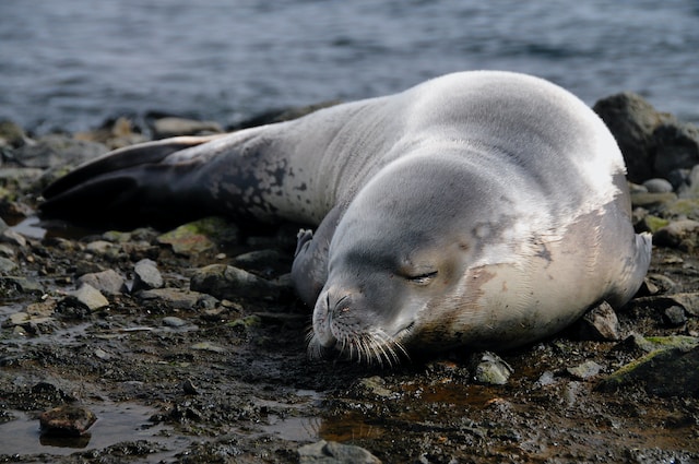 A seal pup resting on a rocky beach