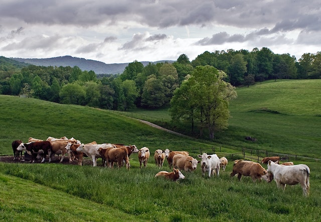herd of cows grazing in the fields